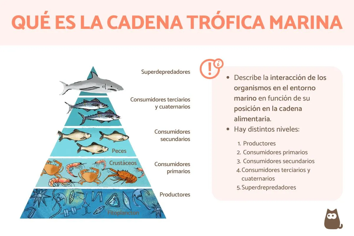 Cadena trófica marina - Qué es y ejemplos