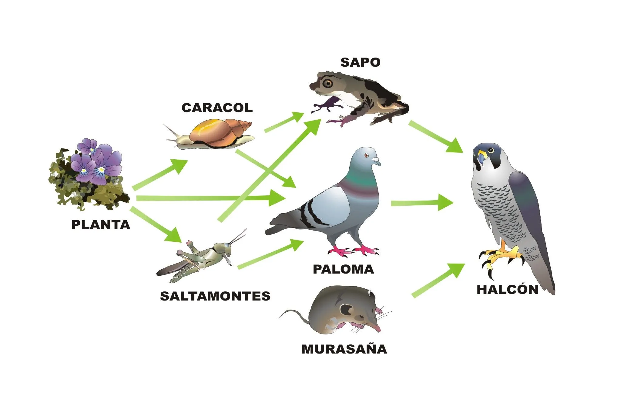 La cadena trófica | Proyecto Educere
