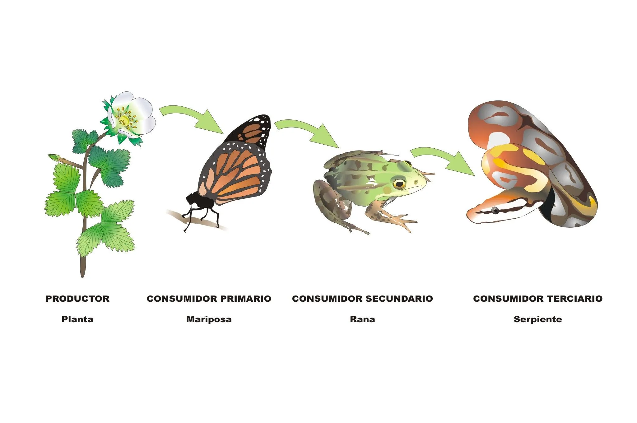 La cadena trófica | Proyecto Educere