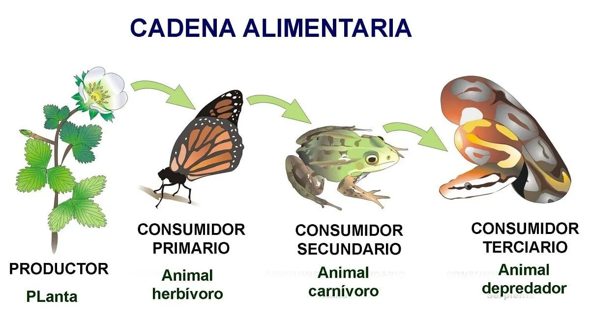 Cadena trófica terrestre: características, niveles e importancia | Renovables Verdes Cadena trófica terrestre: características, niveles e importancia | Renovables Verdes