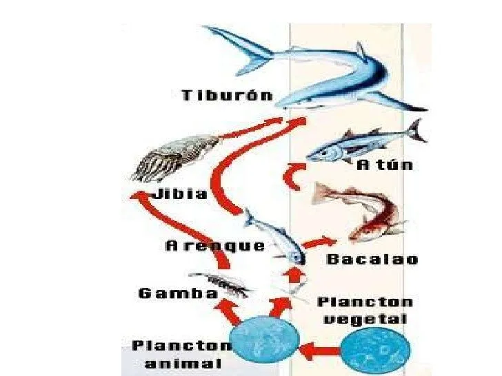 cadena-y-piramides-de- ...