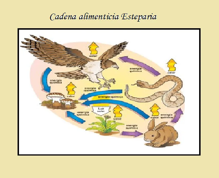cadenaesteparia.png