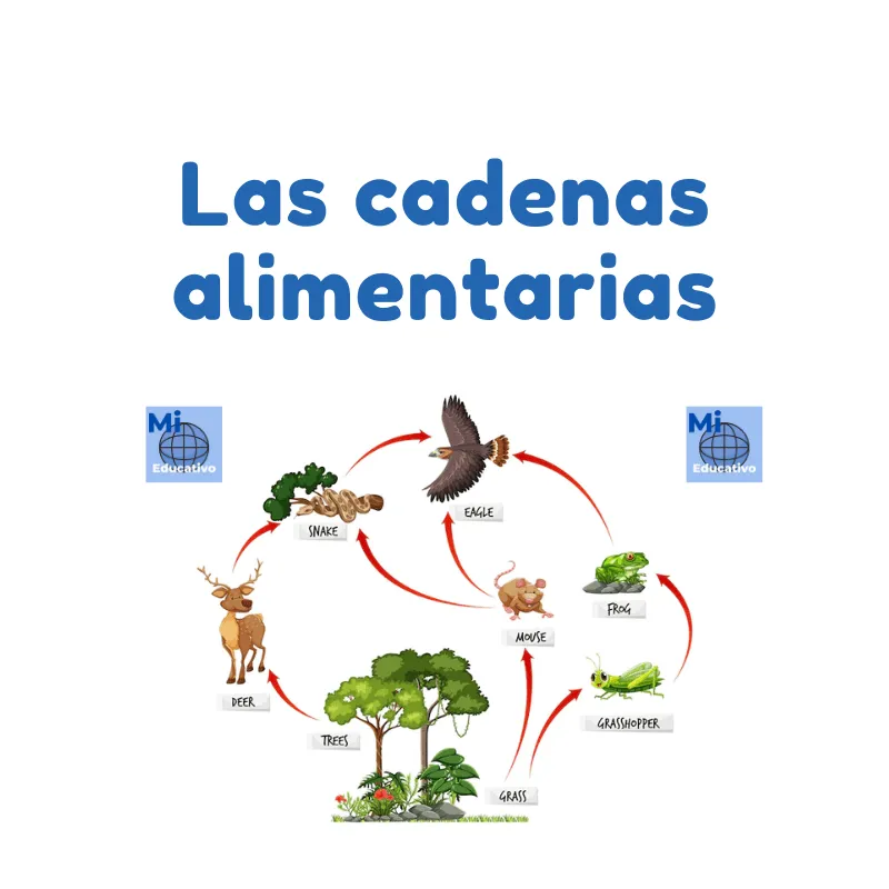 Las cadenas alimentarias | Mi mundo educativo Las cadenas alimentarias | Mi mundo educativo