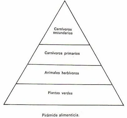 Cadenas alimentarias o tróficas