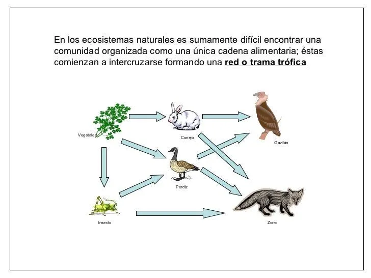 cadenas-alimentarias-y-redes- ...