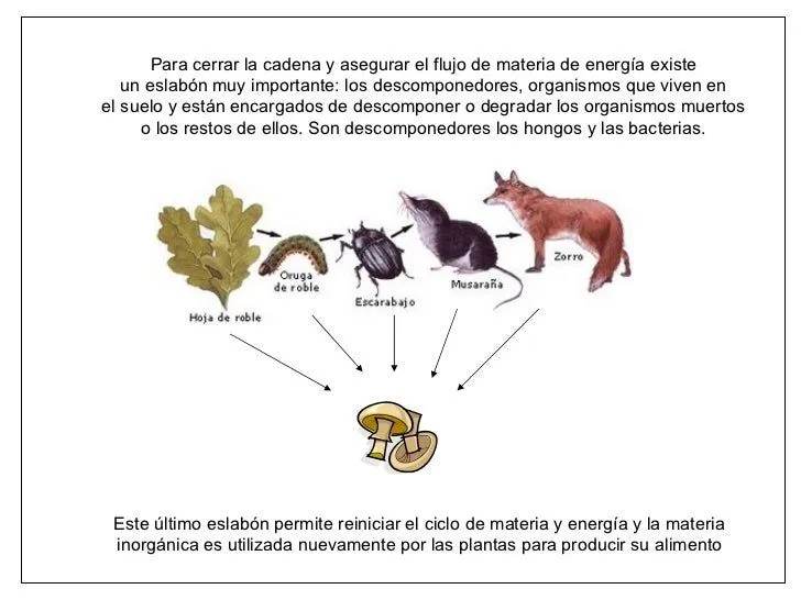cadenas-alimentarias-y-redes- ...