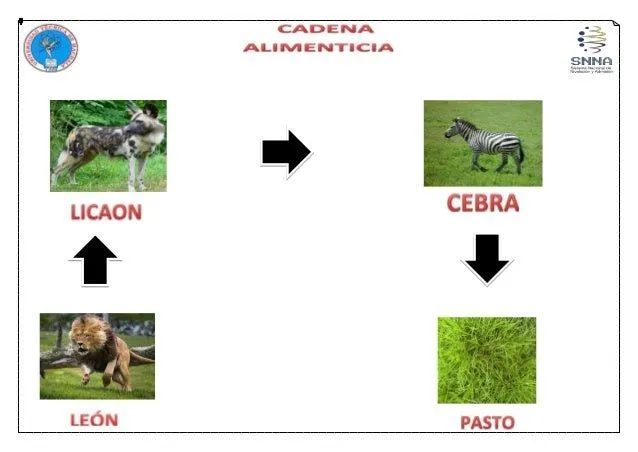 Cadenas alimenticias