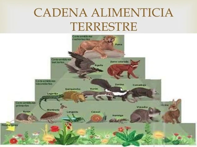 Buscar Directo - Imágenes - cadena alimenticia terrestre Buscar Directo - Imágenes - cadena alimenticia terrestre
