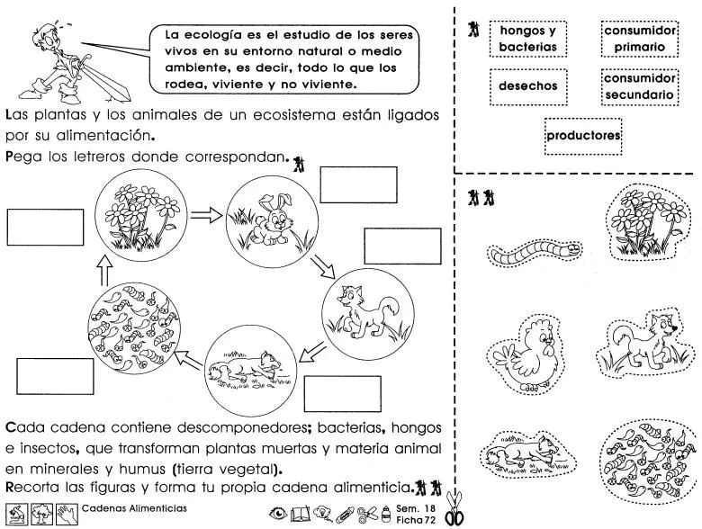 Cadenas alimenticias: 3er grado - Paperblog | Autotrofos y heterotrofos, Prueba de ciencias naturales, Cuadernos interactivos de ciencias Cadenas alimenticias: 3er grado - Paperblog | Autotrofos y heterotrofos, Prueba de ciencias naturales, Cuadernos interactivos de ciencias