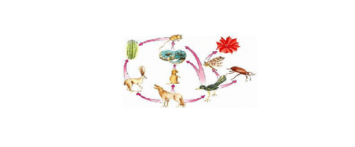 CADENAS ALIMENTICIAS | LAS CIENCIAS NATURALES "IBAGUÉ TOLIMA"