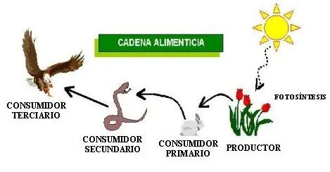 Cadena alimentaria terrestre - Imagui