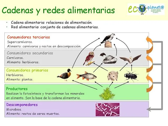 Que son cadenas alimenticias - Imagui