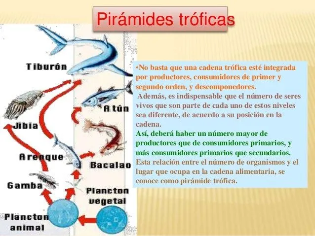 cadenas-trficas-19-638.jpg?cb= ...