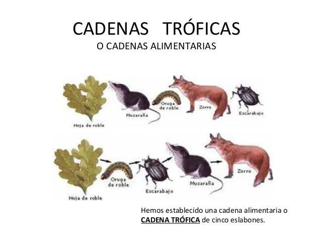 cadenas-trficas-2-638.jpg?cb= ...