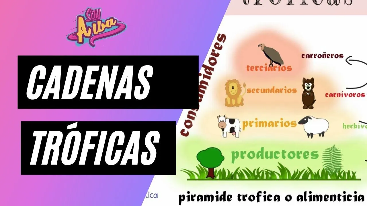 Cadenas TRÓFICAS o alimentarias. 