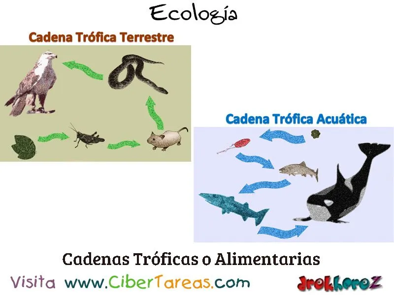 Cadenas Tróficas o Cadenas Alimentarias – Ecología – CiberTareas Cadenas Tróficas o Cadenas Alimentarias – Ecología – CiberTareas
