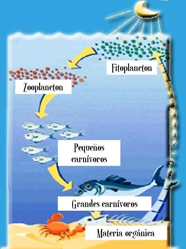 Cadenas tróficas! | oceanoambientalia