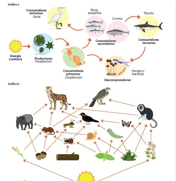cadenas tróficas - Página web de cnaturalesieajg cadenas tróficas - Página web de cnaturalesieajg