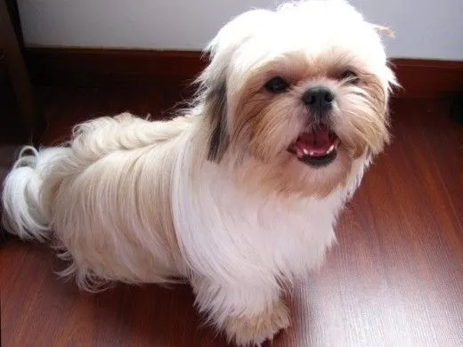 se le caen los dientes! - (Shih Tzu) | Perros.com