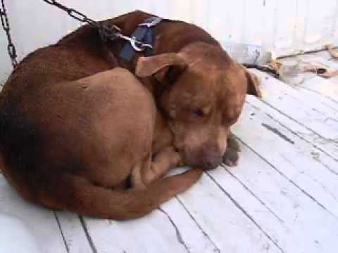 cafe cruce pitbull - YouTube