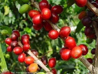 Café Fruto Rojo Ocaña.