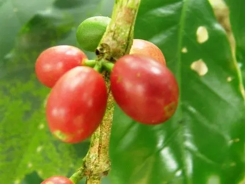 Café - Imágenes del Mundo Vegetal - Im. Plantas - Galería de ...