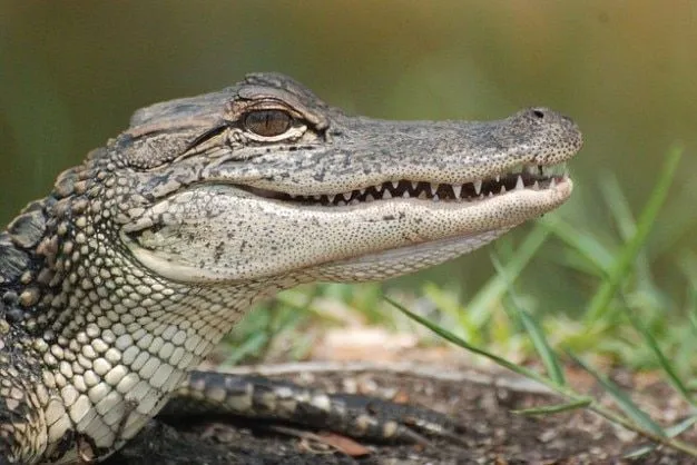caimanes animales reptiles cazador | Descargar Fotos gratis