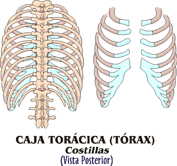 CAJA TORÁCICA: Anterior - © 2003 Edgar Lopategui Corsino