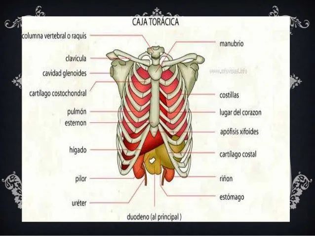 la-caja-toracica-dayi-3-638. ...