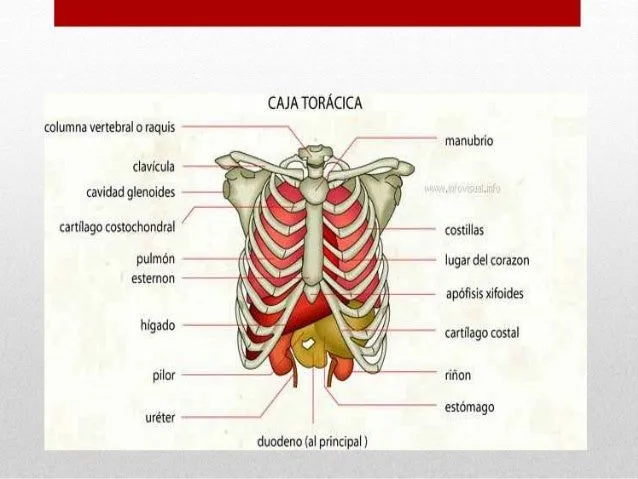 la-caja-toracica-dayi-3-638. ...