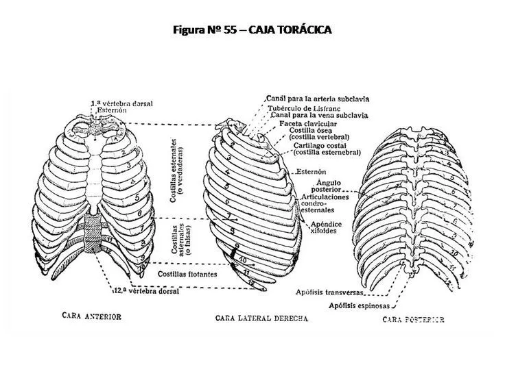 Caja Torácica en Pinterest | Tatuajes De Caja Torácica, Tatuaje En ... Caja Torácica en Pinterest | Tatuajes De Caja Torácica, Tatuaje En ...