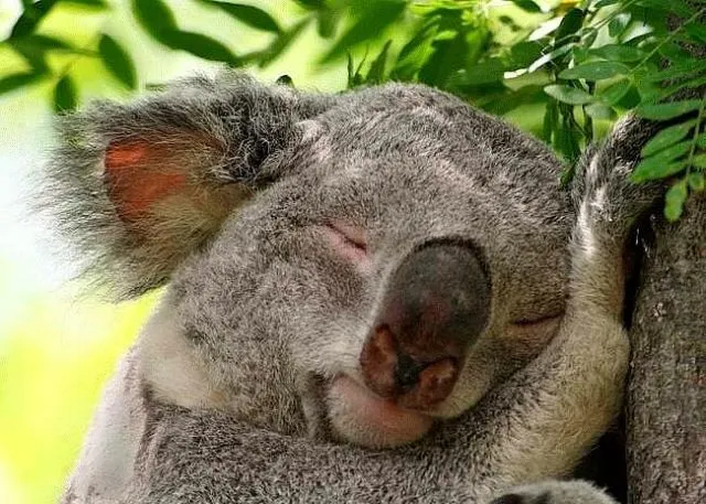 Mi cajón de Imágenes: animales durmiendo