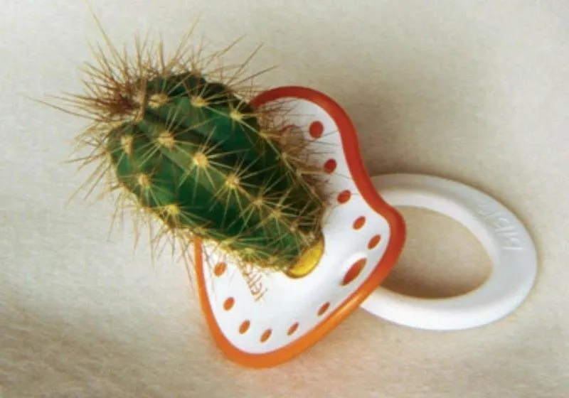 Mi cajón de Imágenes: Chupón cactus