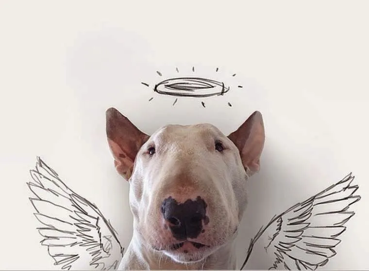 Mi cajón de Imágenes: fotografiando a un Bull Terrier