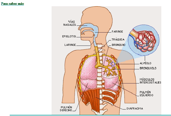 CAJÓN DE PRIMARIA: NATURALES -TEMA 1: LAS FUNCIONES VITALES- LA ... CAJÓN DE PRIMARIA: NATURALES -TEMA 1: LAS FUNCIONES VITALES- LA ...