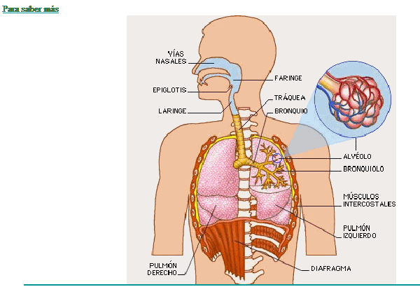 CAJÓN DE PRIMARIA: NATURALES -TEMA 1: LAS FUNCIONES VITALES- LA ...