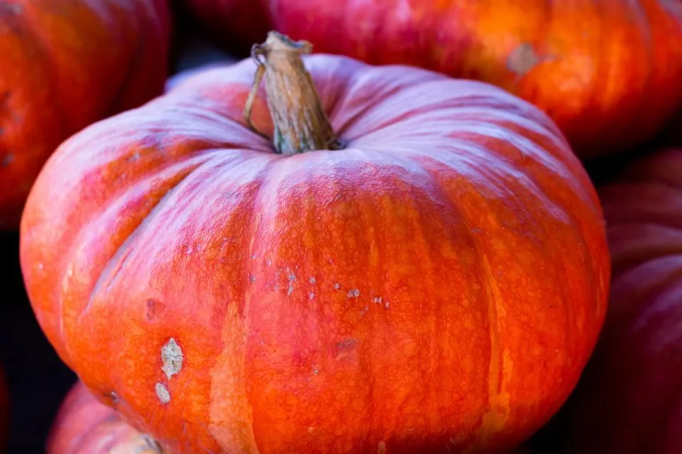 Qué son las calabazas Cenicienta?