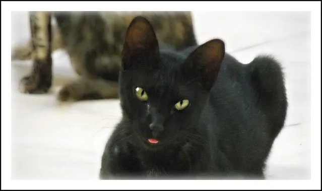 Calafat y sus gatos | Flickr - Photo Sharing! Calafat y sus gatos | Flickr - Photo Sharing!