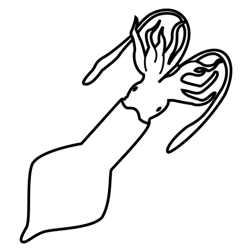 Pinto Dibujos: Calamar gigante para colorear Pinto Dibujos: Calamar gigante para colorear