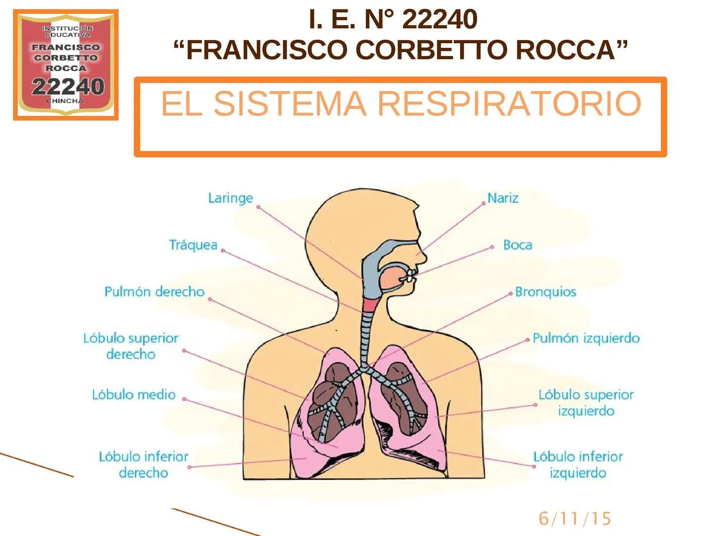 Calaméo - Sistema Respiratorio