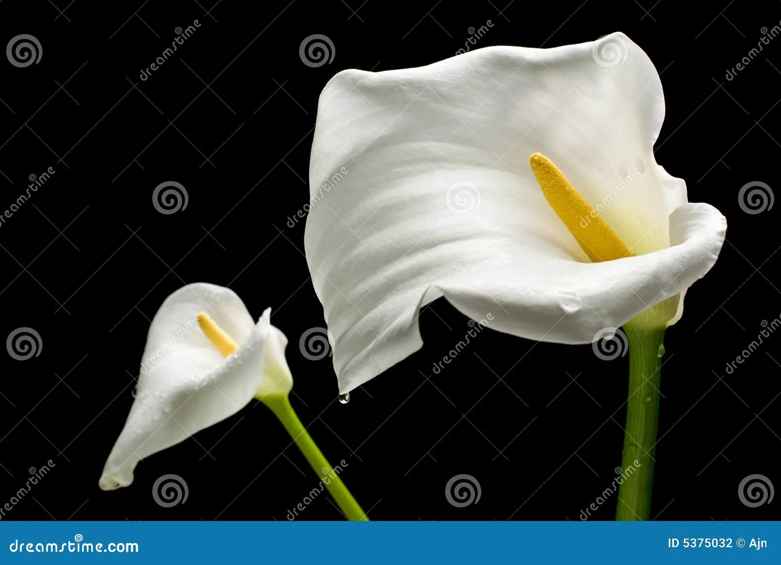 Calas Blancas Fotos Stock – 168 Calas Blancas Imágenes Stock ...