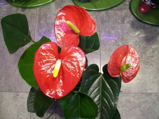 Calas rojas | fotos de Naturaleza