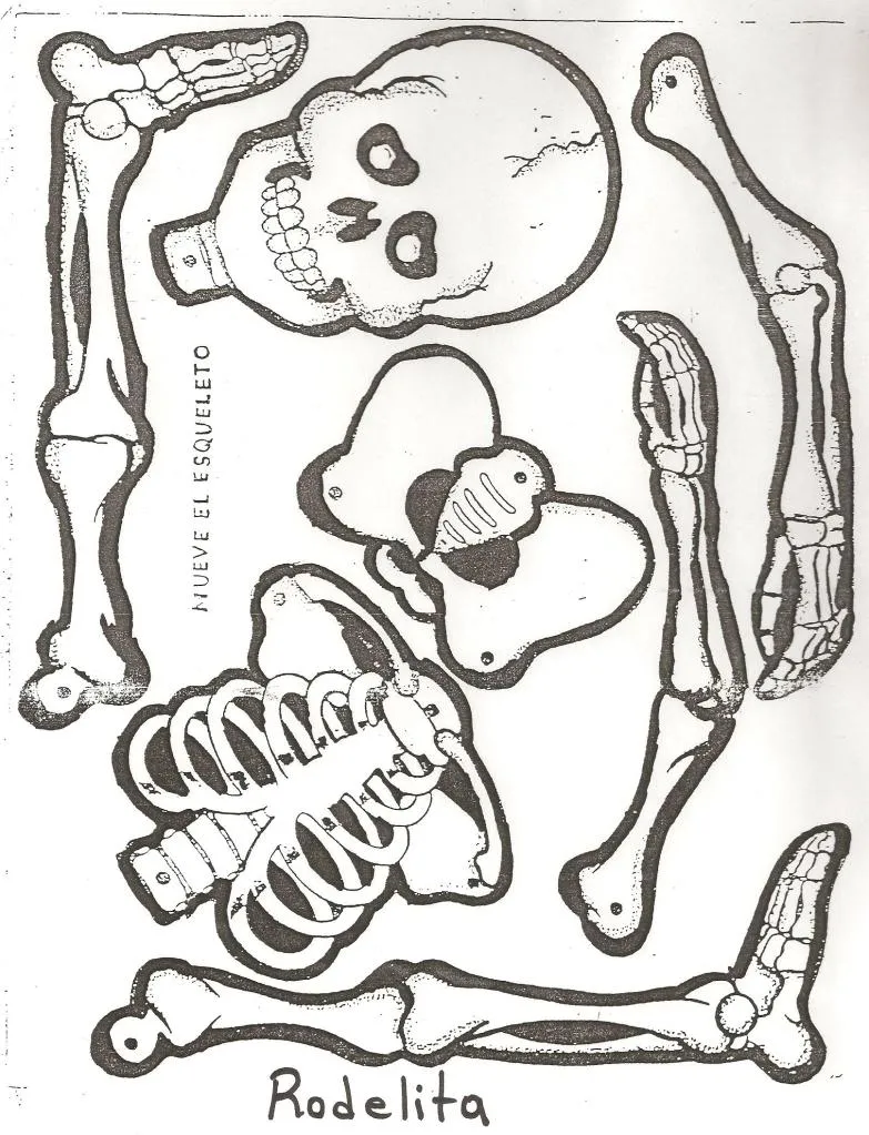 calavera para armar y decorar