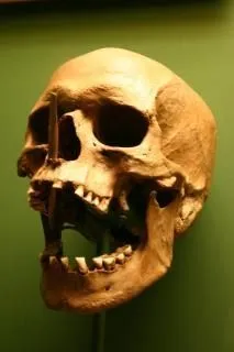 calavera, cráneo | Descargar Fotos gratis