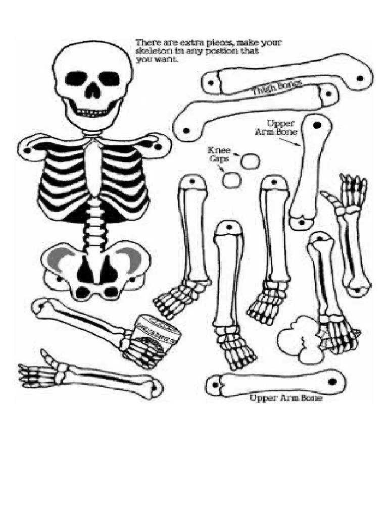 Calavera Dibujo | PDF
