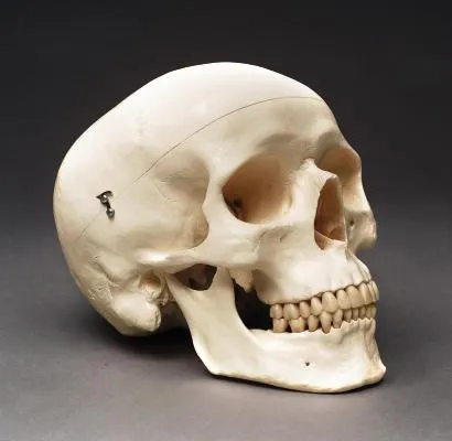 calavera.jpg