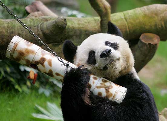 Un nuevo cálculo eleva a casi el triple los osos panda gigantes ...