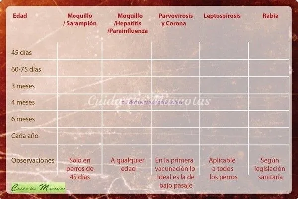 Tarjetas de vacunas para perros - Imagui