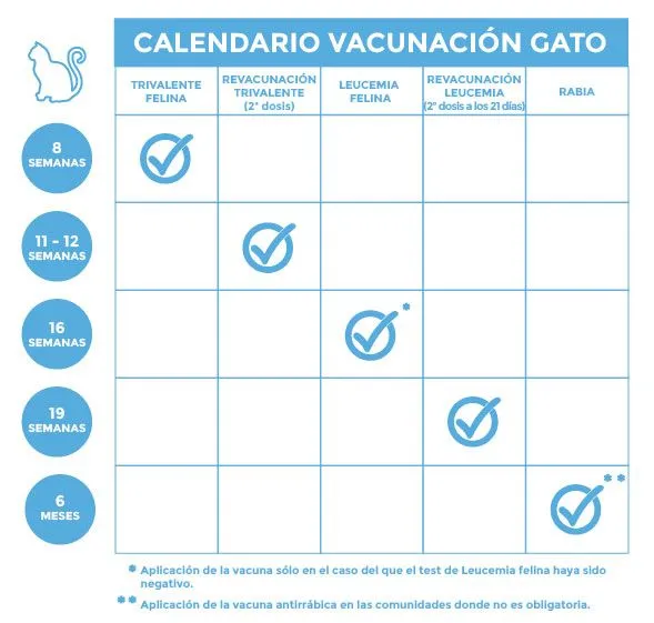 Calendario de vacunas para gatos - Blog Kivet Calendario de vacunas para gatos - Blog Kivet