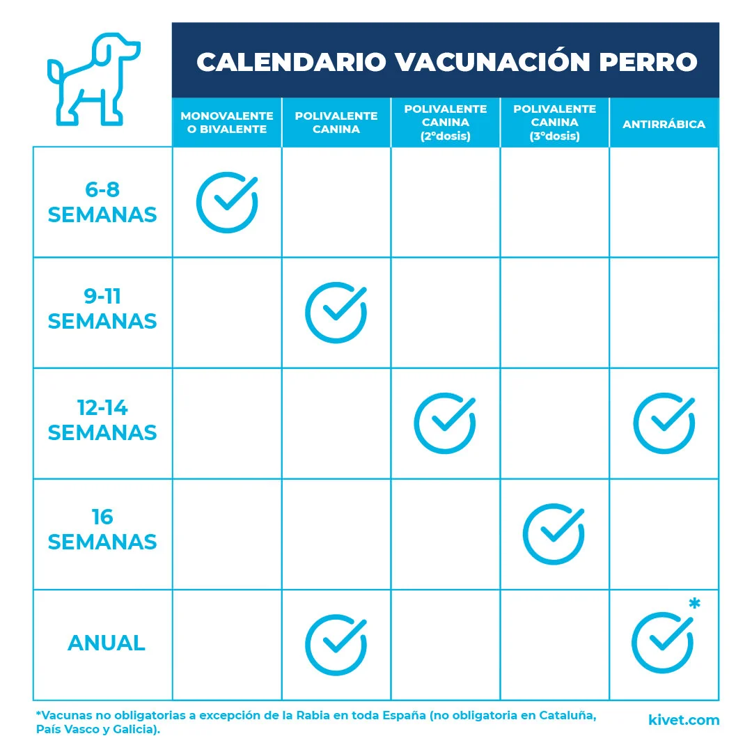 Calendario de vacunas de un perro | Consejos Calendario de vacunas de un perro | Consejos
